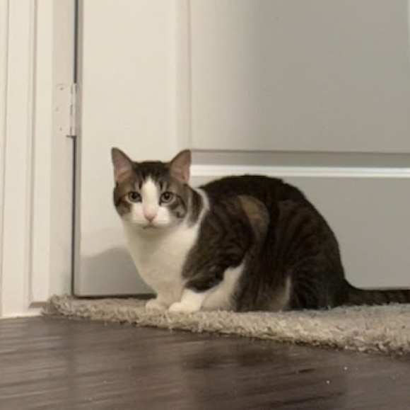 Meet your Posher, Freesia - Picture 1 of 1